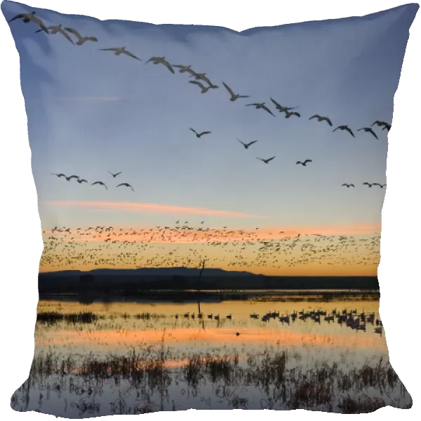 Flock of Snow Geese (Chen caerulescens atlanticus  /  Chen caerulescens
