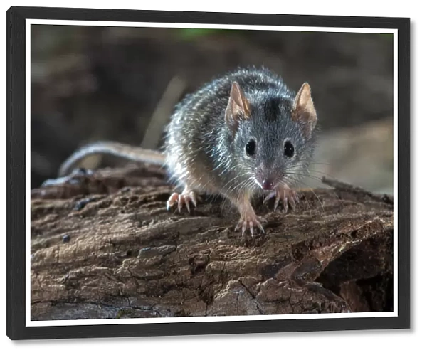 Yellow footed antechinus (Antechinus flavipes) on deadwood
