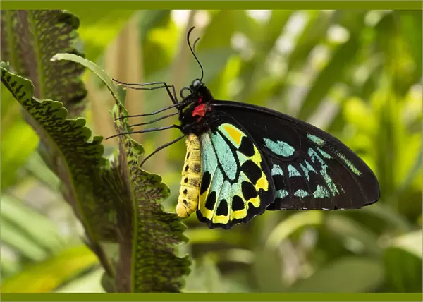 Cairns birdwing butterfly (Ornithoptera euphorion) male resting on fern