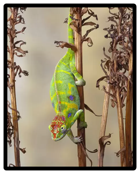 Minors chameleon (Furcifer minor), female, climbing down dried plant stalk