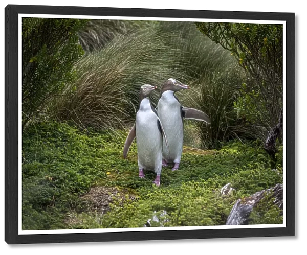 Two Yellow-eyed penguins (Megadyptes antipodes) emerging from the grasses, Enderby Island