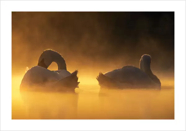 Mute swans (Cygnus olor) in early morning light. Valkenhorst nature reserve, Valkenswaard