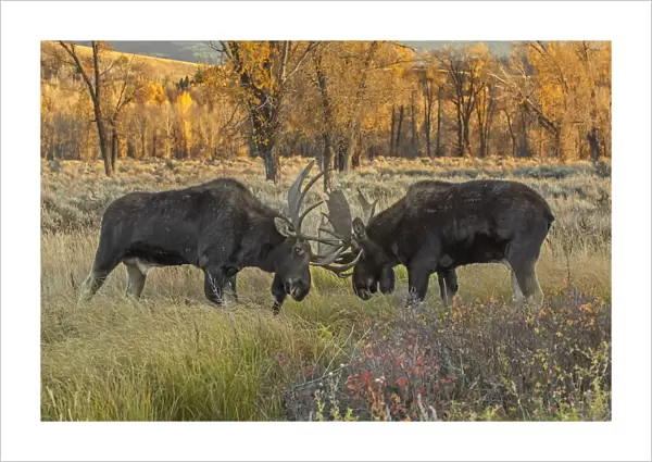 Moose (Alces alces) two bulls sparring in willow flat grasslands