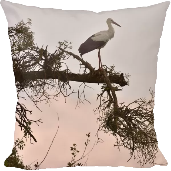 White Stork (Ciconia ciconia) perched on branch at sunset, Vendee, France, July
