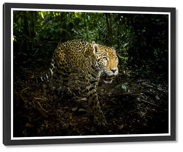 Male Jaguar (Panthera onca) walking through rainforest, Belize, Central America, 2017
