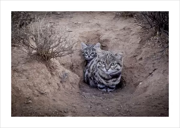 Female Black-footed cat (Felis nigripes) with kitten, at edge of burrow