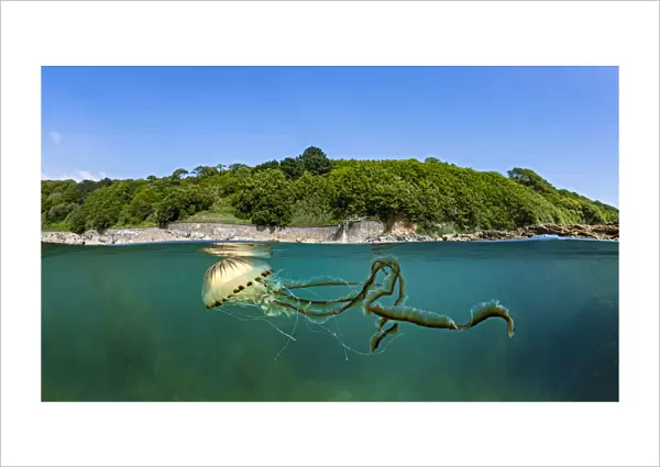 Compass jellyfish (Chrysaora hysoscella) swimming near surface, Cornwall, UK
