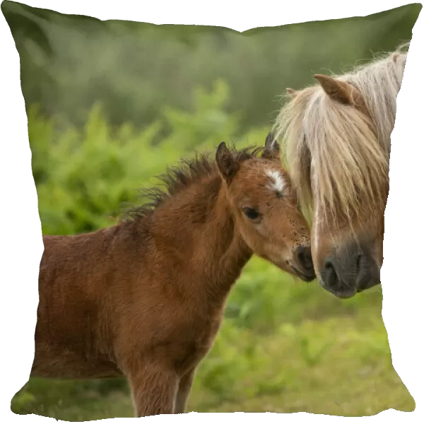 Wild Welsh pony colt greeting his father, Carneddau Mountains, Snowdonia, Wales, UK. June