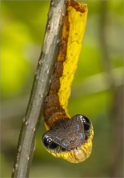 Snake-mimic caterpillar (Hemeroplanes triptolemus) a hawkmoth caterpillar that resembles