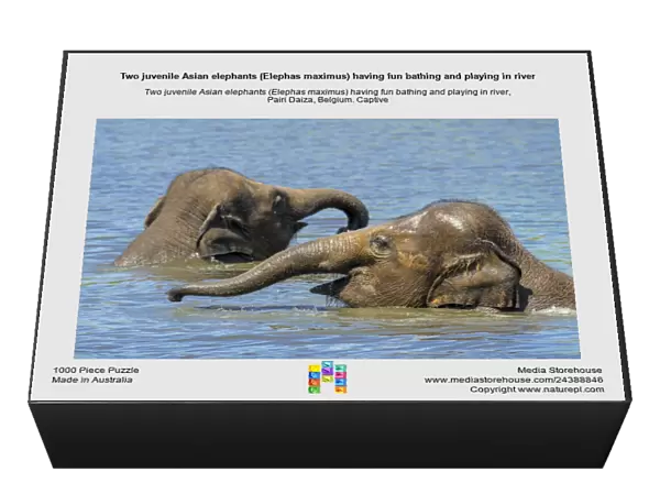 Two juvenile Asian elephants (Elephas maximus) having fun bathing and playing in river