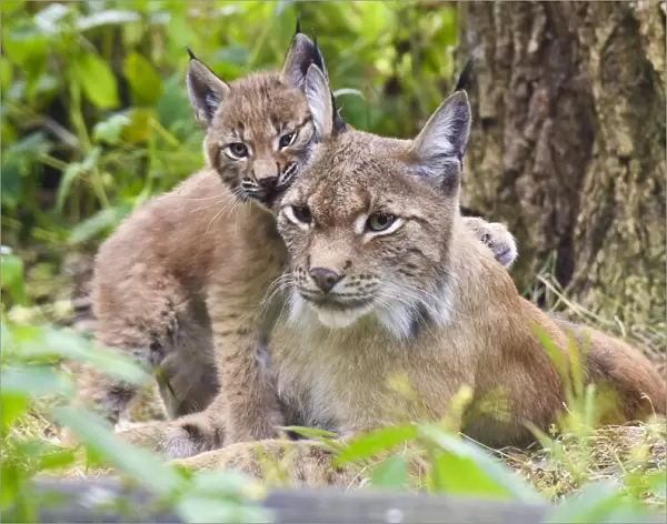 Eurasian lynx (Lynx lynx) kitten, aged six weeks, showing affection towards its mother