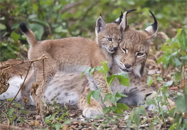 Eurasian lynx (Lynx lynx) kitten, aged eight weeks, cuddling with its mother