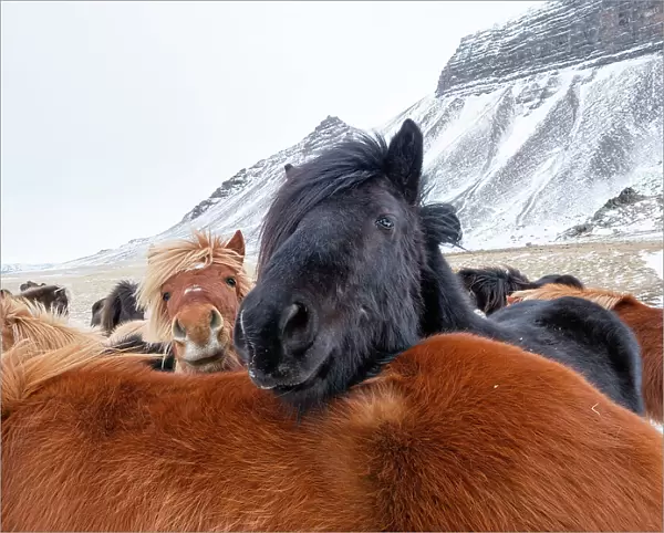 Iceland horses in winter, western Iceland. March