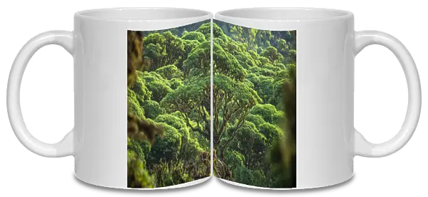 Scalesia pedunculata forest, Los Gemelos, Highlands, Santa Cruz Island, Galapagos