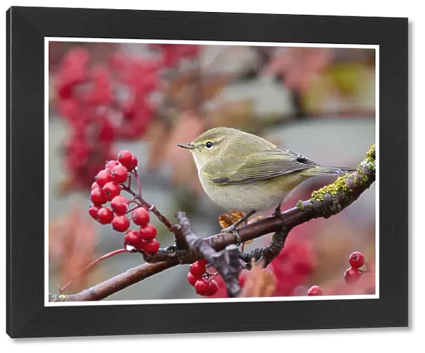 Chiffchaff (Phylloscopus collybita) perching on branch with red berries, Parainen Uto, Finland. October