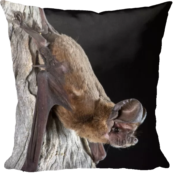Northern freetail bat (Chaerophon jobensis), portrait, Mt Isa, Queensland, Australia