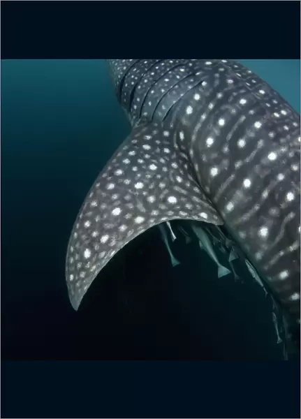 Whale shark (Rhincodon typus) pectoral fin and skin markings detail, Triton Bay, West Papua, Indonesia, Pacific Ocean