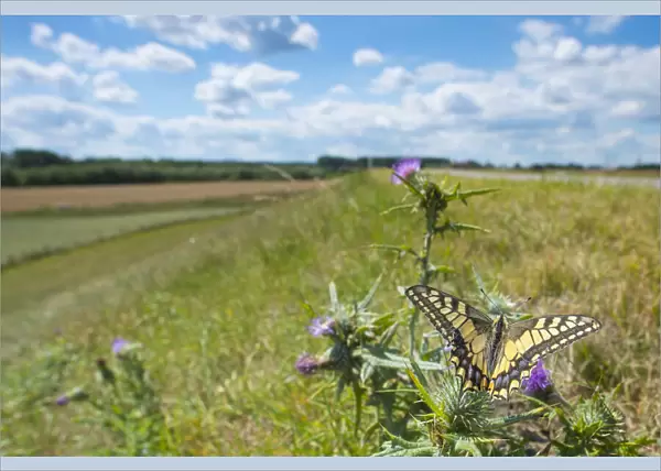 Swallowtail butterfly (Papilio machaon) nectaring on thistle (Cirsium sp. ) flower, with cyclists in background. The Netherlands. July