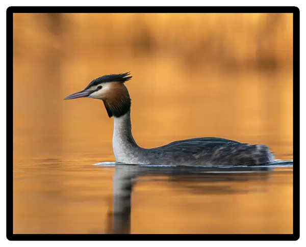 Great crested grebe (Podiceps cristatus) in late afternoon light, The Netherlands, Europe. March