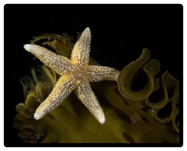 Sea star (Asterias rubens) on kelp, Vevang, Norway, Atlantic Ocean