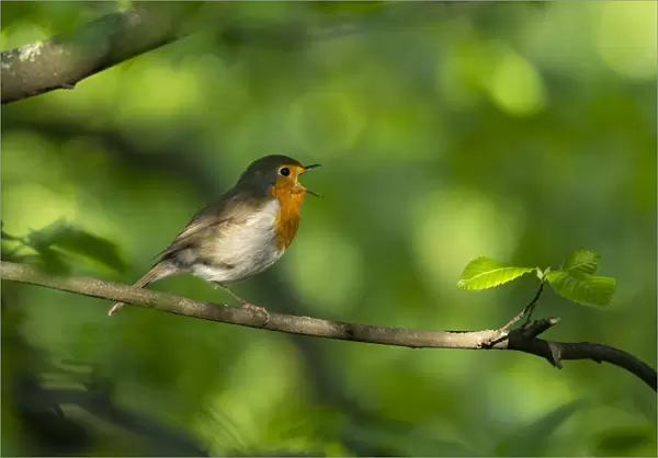 Robin (Erithacus rubecula) perching on a branch, singing, Bavaria, Germany. May