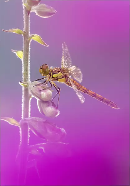 RF - Common darter dragonfly (Sympetrum striolatum) resting on Foxglove (Digitalis purpurea) with dew droplets on wings. Cornwall, England, UK. June. (This image may be licensed either as rights managed or royalty free. )