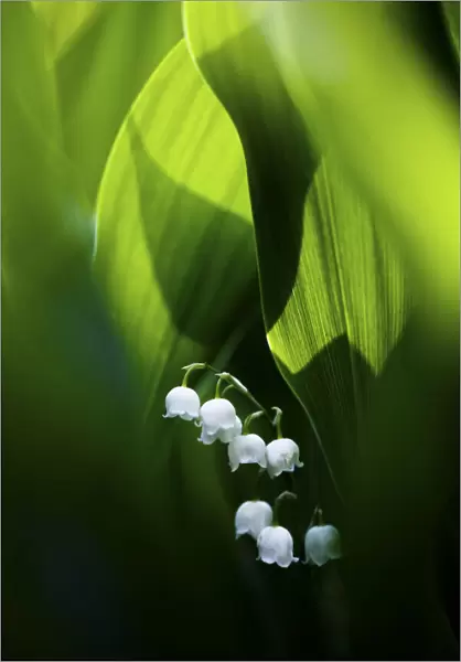 Lily of the valley (Convallaria majalis) hidden at the bottom of the forest in spring. Morning sun is lighting from behind. Biebrza National Park, Poland