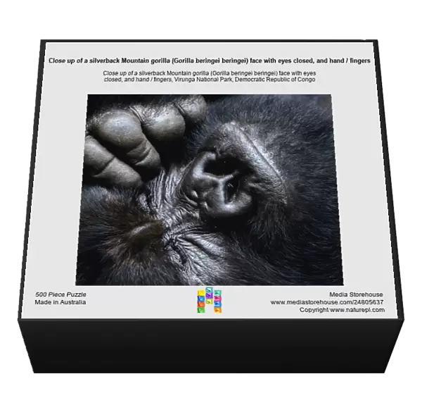 Close up of a silverback Mountain gorilla (Gorilla beringei beringei) face with eyes closed, and hand  /  fingers, Virunga National Park, Democratic Republic of Congo