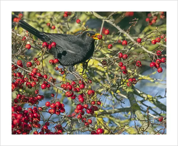 Male Blackbird (Turdus merula) feeding on berries in Hawthorn (Crataegus sp. ) hedgerow, Norfolk, UK. November