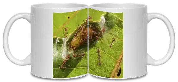Asian weaver ants (Oecophylla smaragdina) protecting a parasitic butterfly pupa (probably Lycaenidae sp. ) which exploit the ants for food and protection for its development