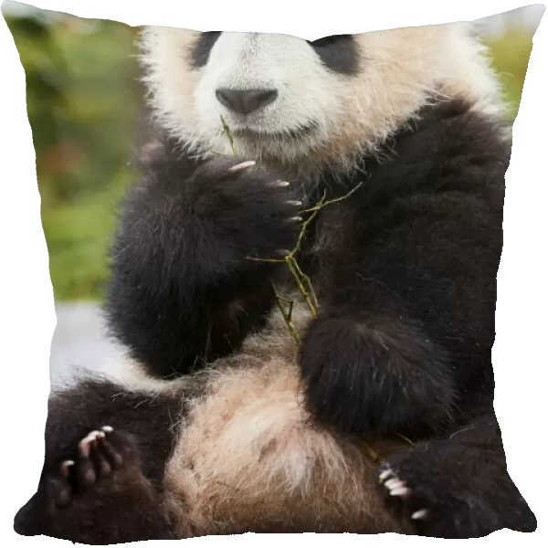 Giant panda (Ailuropoda melanoleuca) cub, Huanlili, aged 8 months, sitting down, holding bamboo, Beauval ZooPark, France, April, 2022. Captive