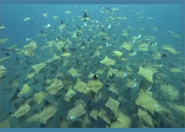 A huge school of Pacific cownose  /  Golden cownose rays (Rhinoptera steindachneri), Baja California, Sea of Cortez, Mexico