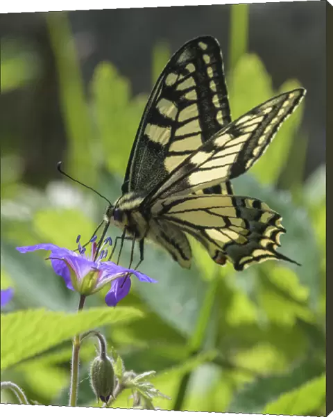 Male Swallowtail butterfly (Papilio machaon) eating from Wood cranesbill (Geranium sylvaticum), Finland. June