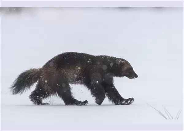 Wolverine (Gulo gulo) walking through snow covered clearing, Finland. May