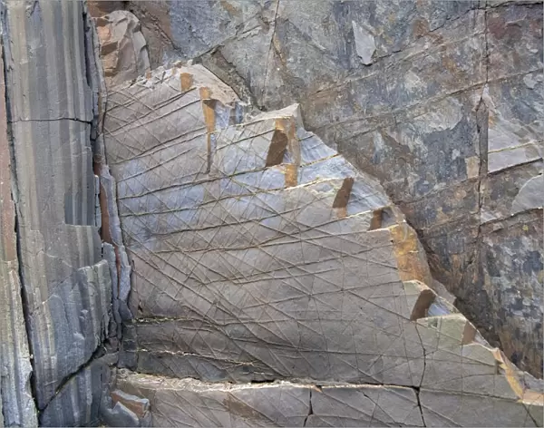 Cemented joints in a vertical bed of Carboniferous, Culm Measures, sandstone, Bude, Cornwall, UK. January, 2022