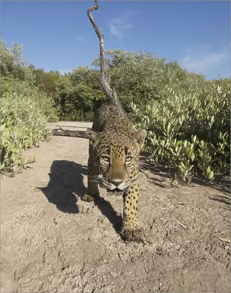 Jaguar (Panthera onca) walking along a trail in La Papalota, a protected area, Nayarit, Mexico. Camera trap image