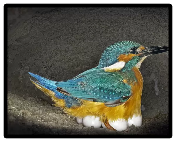 Male Kingfisher (Alcedo atthis) sitting on eggs for his brooding period in an artificial nest, Italy