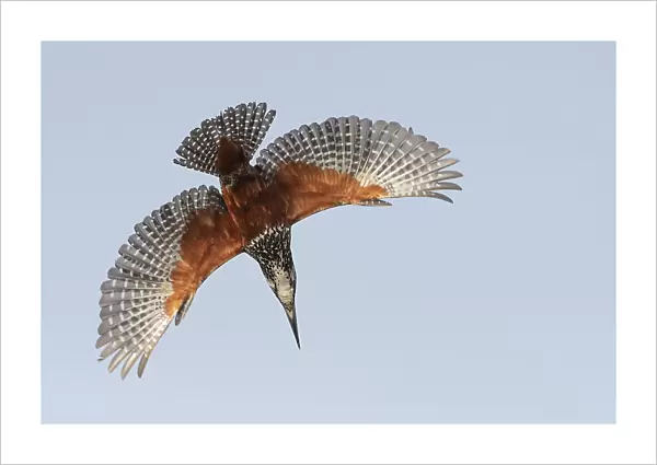 Male Giant kingfisher (Megaceryle maxima) diving, Allahein River, The Gambia