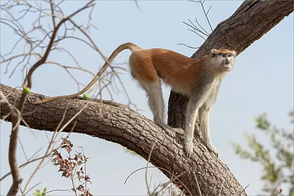 Patas monkey (Cercopithecus patas) standing on a tree branch at roadside between Jajanburreh and Kaur Wetlands, The Gambia