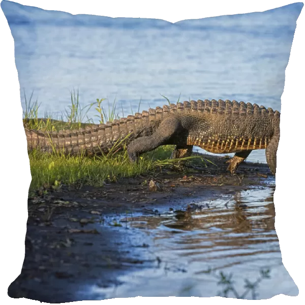 American alligator (Alligator mississippiensis) walking into river. Myakka River State Park, Florida, USA