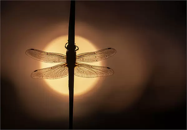Scarce Chaser dragonfly (Libellula fulva) silhouetted against the rising sun, Lower Tamar Lakes, Cornwall, UK, May