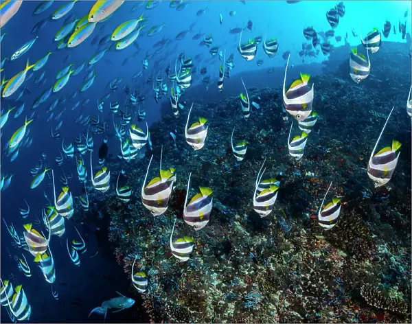 Schooling bannerfish (Heniochus diphreutes) and Yellowback fusiliers (Caesio xanthonota) diving down close to the coral reef as predators approach, North Ari Atoll, Maldives, Indian Ocean