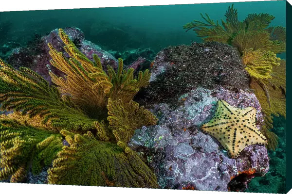 Horned sea star  /  Chocolate chip sea star (Protoreaster nodosus) on the rocky seabed, Isabela Island, Galapagos Islands, Pacific Ocean