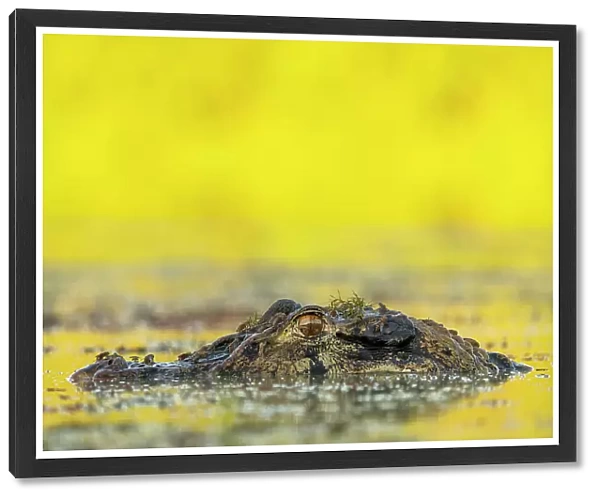 Black caiman (Melanosuchus niger) head half submerged in river, Yasuni National Park, Amazon Basin, Ecuador