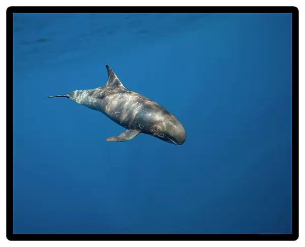 Male Pygmy killer whale (Feresa attenuata) swimming in open ocean, Hawaii, Pacific Ocean