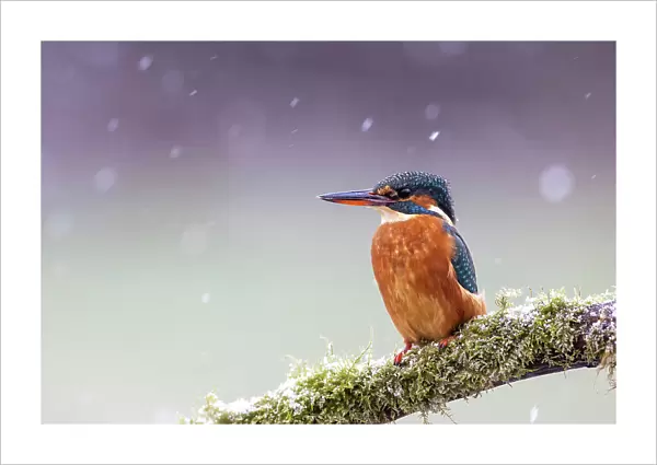 A female kingfisher (Alcedo atthis) perched on a branch in snow. Leeds, Yorkshire, UK. January