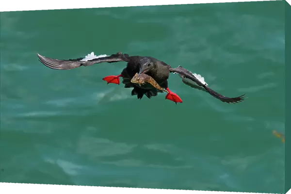 Black guillemot (Cepphus grylle) holding fish in beak, flying back to nest, Portpatrick, Dumfries and Galloway, Scotland. June