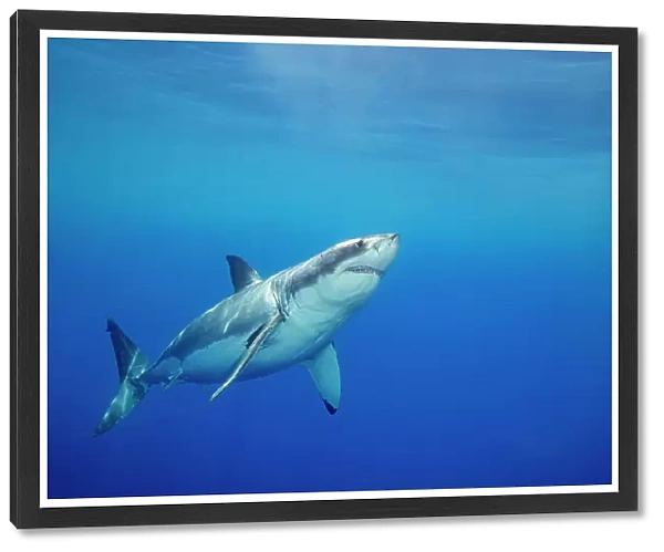 Great white shark (Carcharodon carcharias) swimming, Guadalupe Island, Mexico, Pacific Ocean