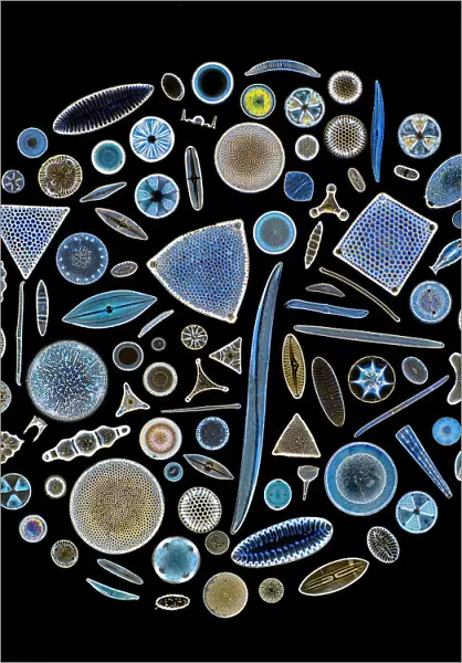 Focus stacked, inverted image of Diatoms on a microscope slide. Diatoms are single-celled algae which produce approximately 25% of the oxygen we breathe as well as being responsible for approximately 20% of global carbon fixation through