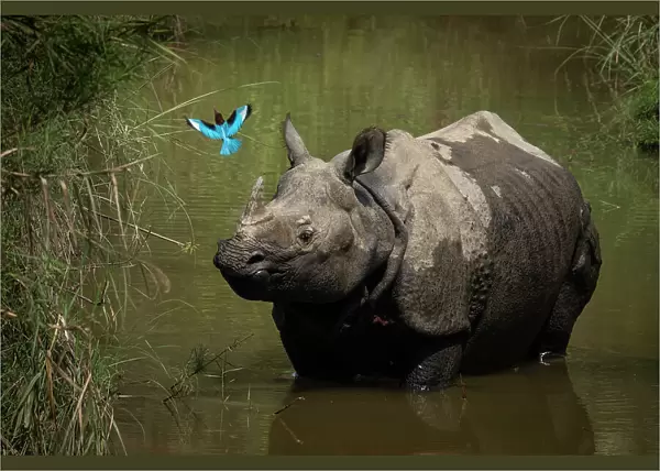 Greater one-horned rhinoceros (Rhinoceros unicornis) standing in shallow water watching a White-throated kingfisher (Halcyon smyrnensis) fly by, Bardia National Park, Terai, Nepal